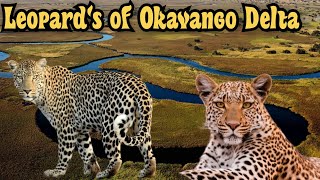 Leopard's of Okavango Delta | Leopard Documentary
