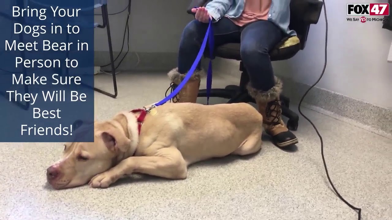 Pet Finder - Meet Bear