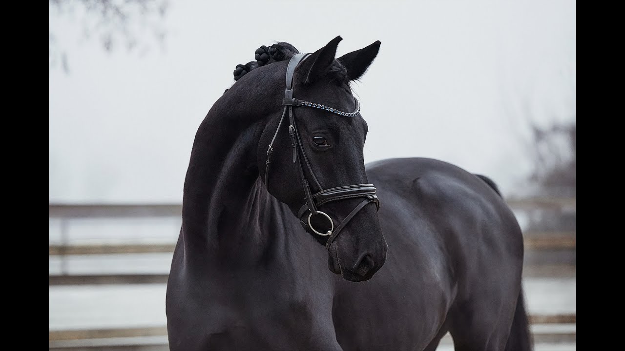 Fiderio - Wallach - 2021 geboren (Flashback x Desiderio)