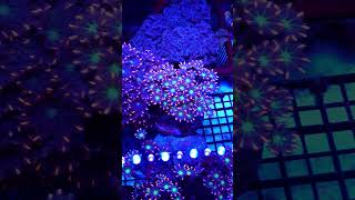 Coral 27 WhatsApp(797240049) #rafakoralowa #korallen #reeftank #akwarystykamorska #riffaquarium