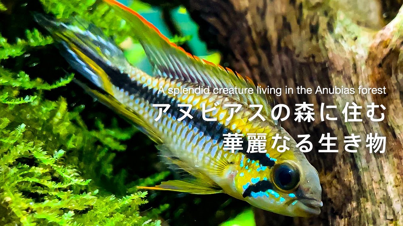 観た人を魅力するアピストグラマ アガシジィ カレイロ産【アクアリウム】