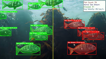 Real-Time Sea Bream Detection and Tracking System Using YOLO and FPN