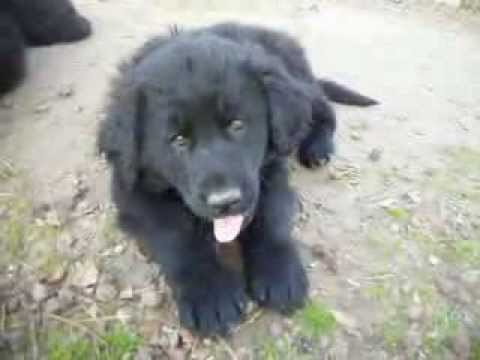 Black Golden Retrievers - HqDefault