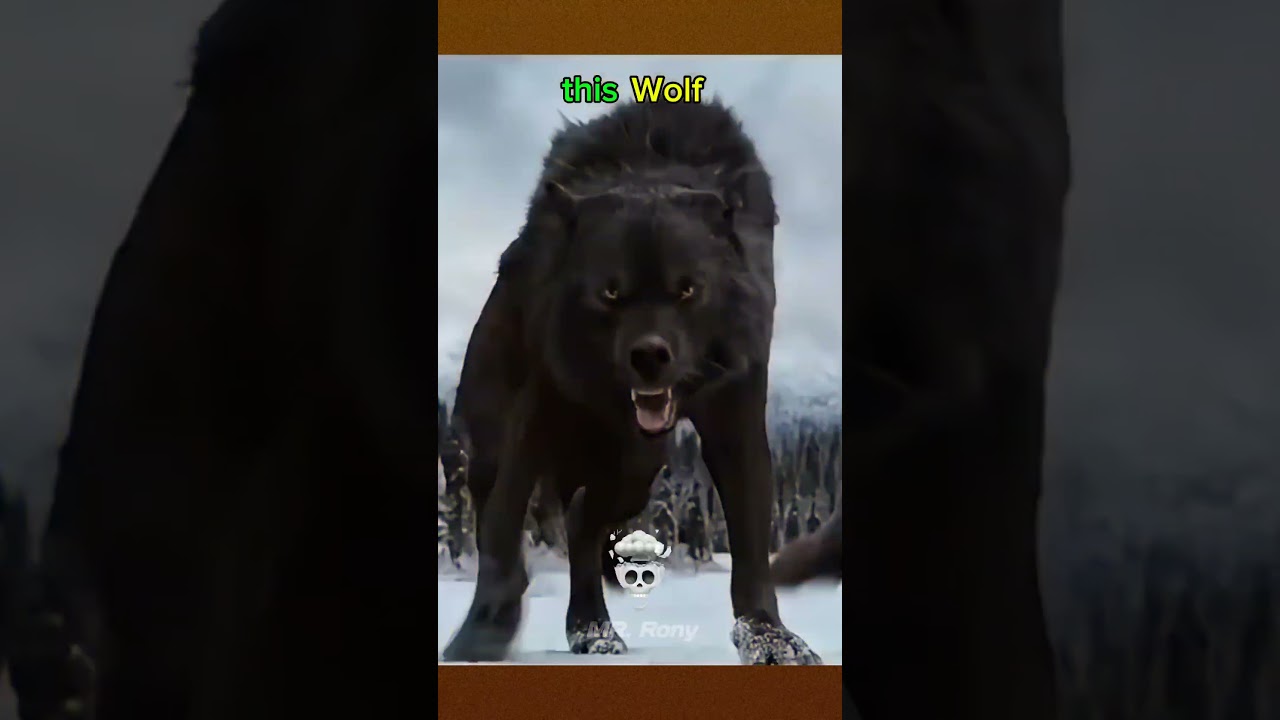 Wolf Transformation💀 