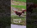 Chickens love the rain! #chickens #backyardchickens #fertileeggs #australia #animals #funnyanimals