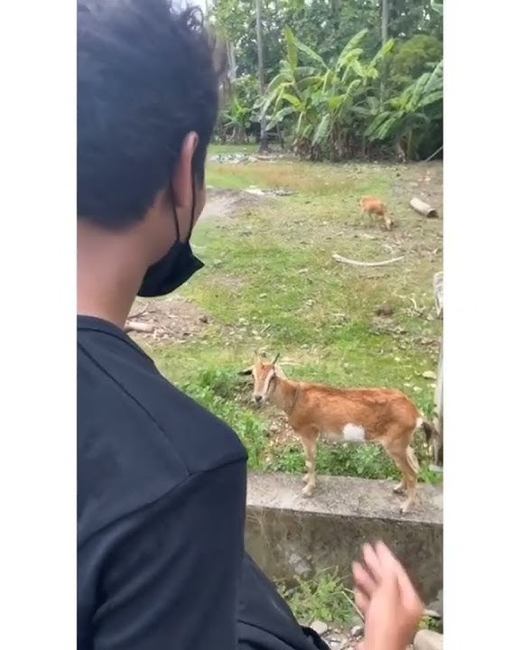 story wa || orang menirukan suara kambing