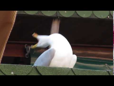 my-reaction-to-my-crush's-joke-[laughing-seagull]