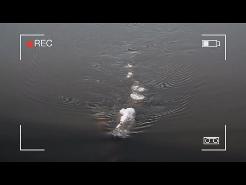 Video: Sestra Nessie: V Anglicku Sa Očitý Svedok Stretol So Záhadným Vodným Netvorom - Alternatívny Pohľad