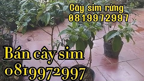 VDO 08/Cây Sim rừng tán đẹp sẵn sàng ship cho ace nào thích