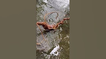 Xuống núi cặp Sâm ngọc linh rừng cực Vip siêu già nặng 110gr gần 60 mắt dài 55cm #sâm_ngọc_linh_rừng