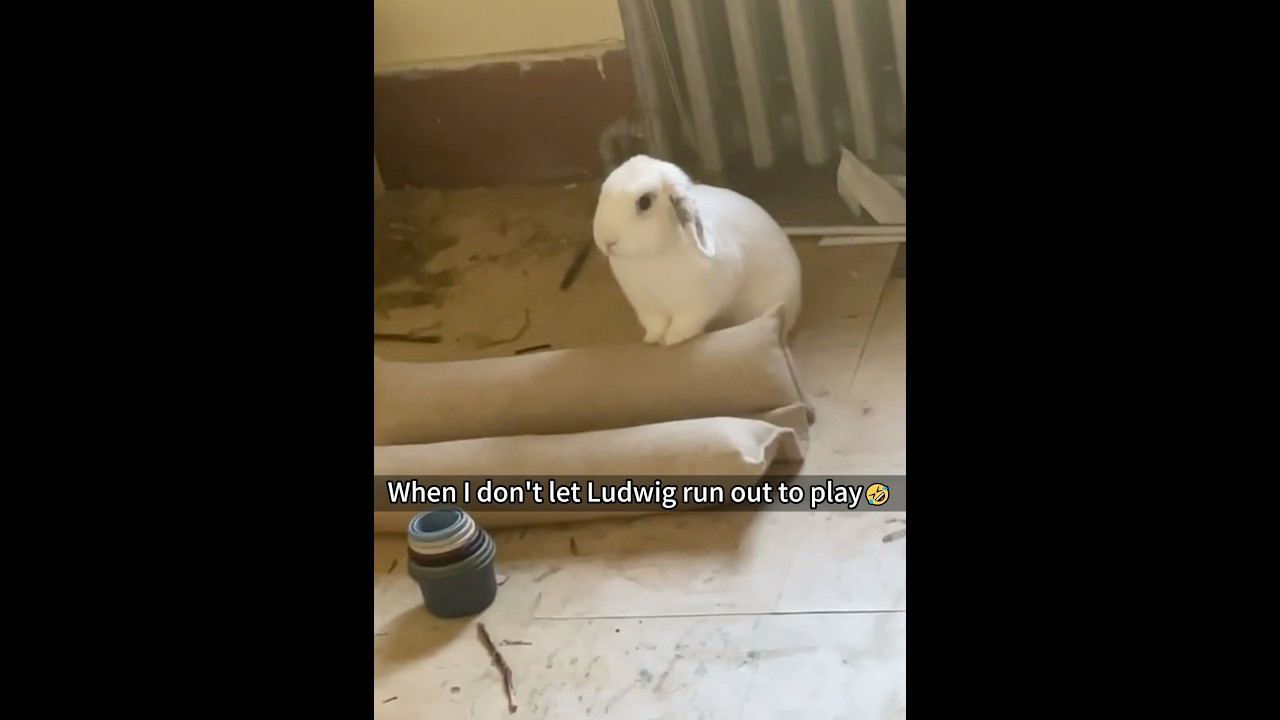 Who&rsquo;s so cute when they&rsquo;re angry? It&rsquo;s the bunnies 🐰 !#bunnies