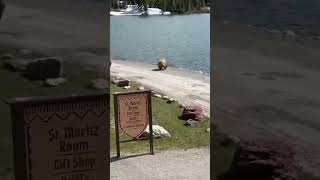 Bear getting attacked by a moose 🤯🤯 #animals #cute #funny #cuteanimals #moose #bear #shorts