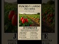 PRECIOS DEL TOMATE SALADETTE 30 DE ENERO #agriculturaméxico #tomate #agricultura #agriculturausa