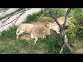 Лев Чип приревновал подружку к Чуку! The white lion Chip was jealous of his lioness for Chuck!