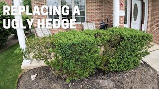 Replacing A Ugly Hedge