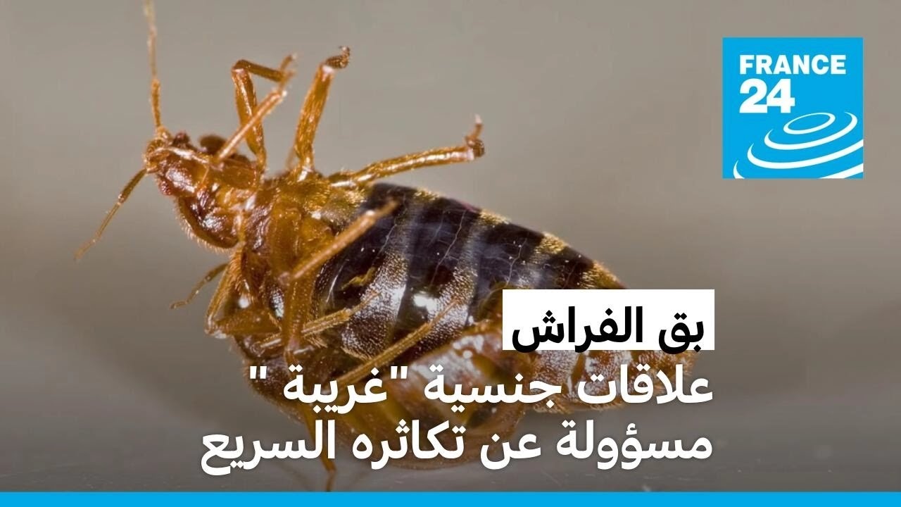 بق الفراش: علاقات جنسية 