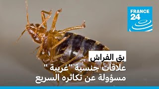 بق الفراش: علاقات جنسية 