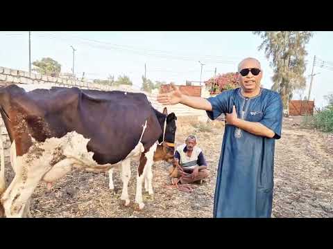 هيا حصلت لحد كدا تأكل العمال الغلابه اللحمه دي