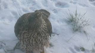 Tsohtsije - Tsohtsije-Haepkie - (Accipiter nisus) - Sparrowhawk - Spurvehauk - Varpushaukka