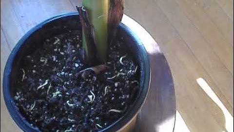 Ice Cream Banana, Blue Java