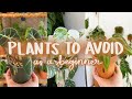 Houseplants to Avoid as a Beginner!