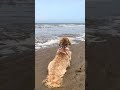 Something so very special ❤️ #shihtzu #dog #cutedog