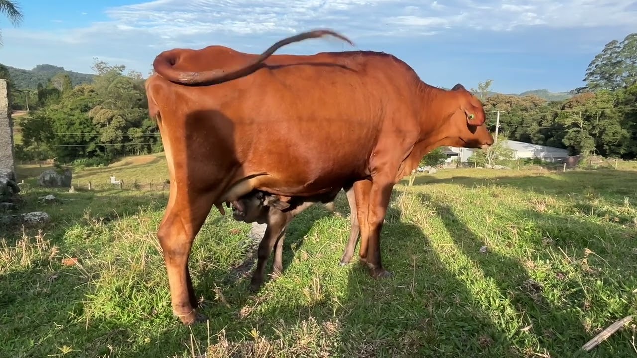 Bebê de mamãe / O terneiro