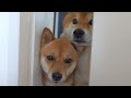 子猫が初の室内探索!その時柴犬ふたりは愛に満ちた顔をしてました。