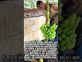 바나나는 어떻게 유통될까? 농장에서의 송이 분리 과정 #worker #process #banana #behindthescenes #farming