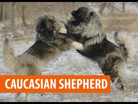 Видео: Кавказын малгайтай тулалдах. Сүнслэг зүйл