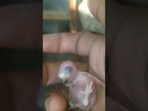 Budgies Chiks Of