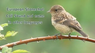 European Stonechat Call Sound and names in other languages