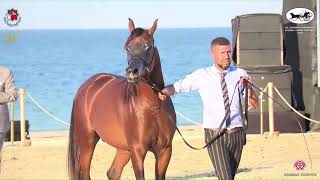 N 478 Aj Resan Al Dhafrah Arabian Horse Championship 2023 Colts 3 Years Old Cl 8B