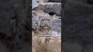Снежный барс: Призрак высокогорных скал #животные #хочуфакты #природа #интересныефакты #наука