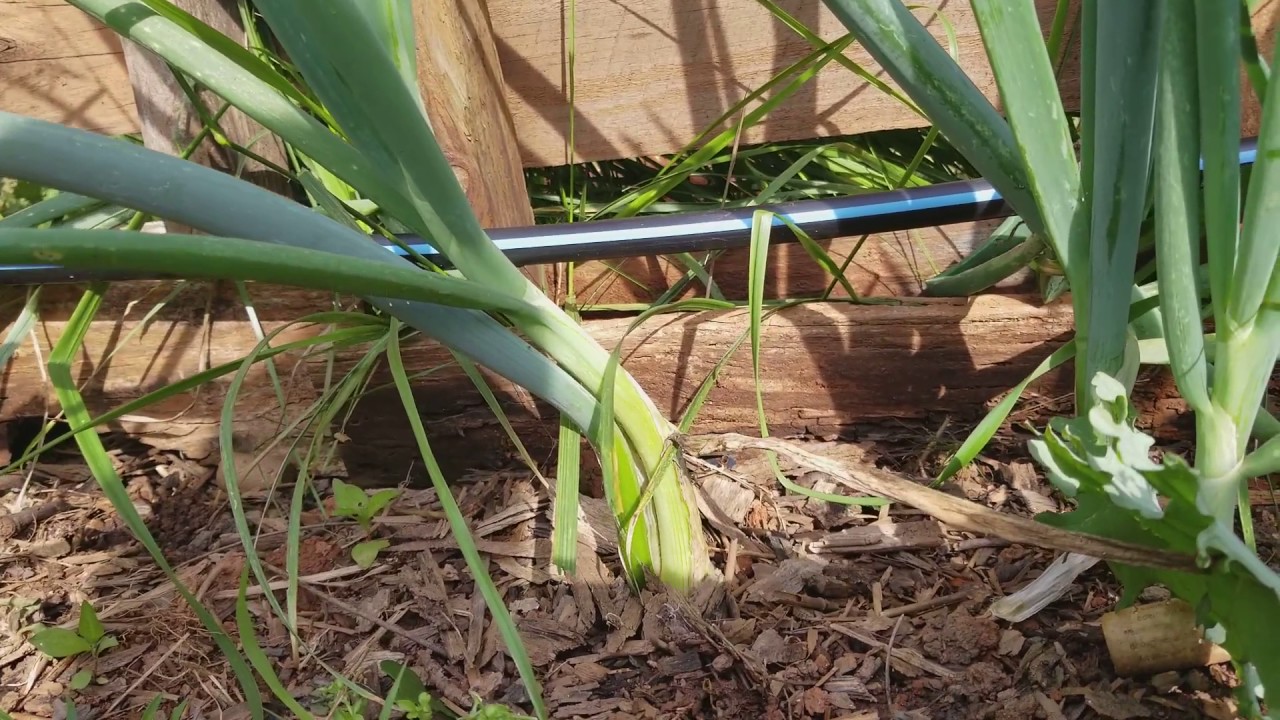 Why are they called Egyptian Walking Onions? YouTube