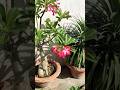 My Plants 🌺 Adenium plants ☘️ Ficis plants ☘️ Yucca Plant #truedialogue #jaidmeel #marriageproposals