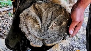 Trimming Massive Draft Hooves Part1 - Lakota - Watch To The End For Special Bonus Footage Of Lakota