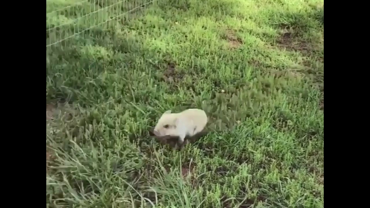 Very Happy Pig video to gif