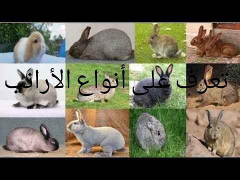 تعرف على أنواع الأرانب