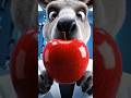 🍎 What Happens Inside Your Body When You Eat an Apple? #apple #shorts