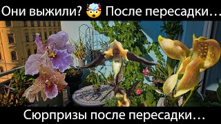 видео: Живы ли мои орхидеи после пересадки? 5 случаев -5 итогов. Что с ними стало после пересадки? #орхидеи картинка: Живы ли мои орхидеи после пересадки? 5 случаев -5 итогов. Что с ними стало после пересадки? #орхидеи