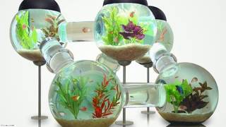 UPDATE 2018: 40 Amazing Aquarium Fish Ideas 2018 - Creative Home Design Fish Tank and Colors -- freshwater fish tank 