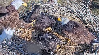 SWFL Eagles / Injured talons eagle lady kicks E21 and E22☹️ while M15 is feeding babies❤️2.18.23 Wealth