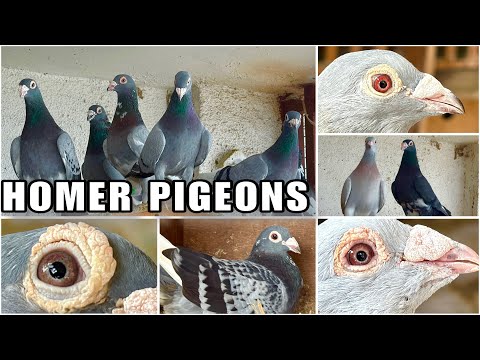 Homer Pigeons Breeding Setup At RedX Pigeon Loft Pune India