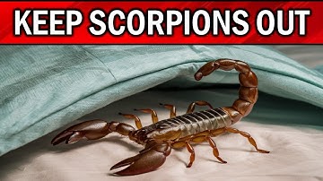 How to Get Rid of SCORPIONS in Your Yard & House Naturally (FAST EASY METHODS)