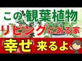 リビングに置くと幸せ招く観葉植物ベスト7【風水アドバイザーがご提案】