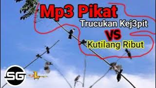 Suara Pikat Burung Trucukan Kejepit Ribut Vs Kutilang Nyerecet