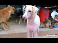 We thought this wounded girl was shy. But when she healed, we discovered we were wrong!