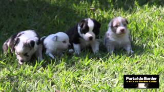 Teaser Portal Do Border 2013