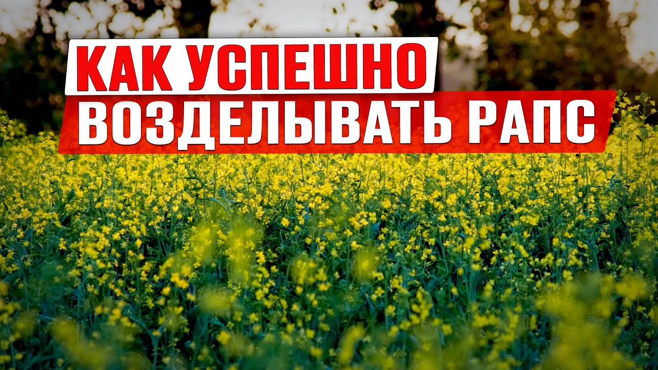 Чем обрабатывать рапс? | Технология возделывания рапса | Защита рапса